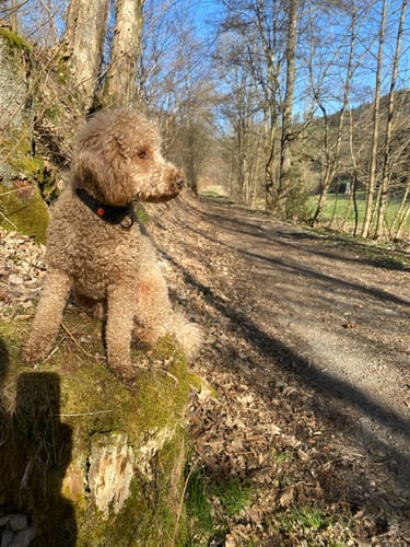 Customer photo review of Lucky Belly