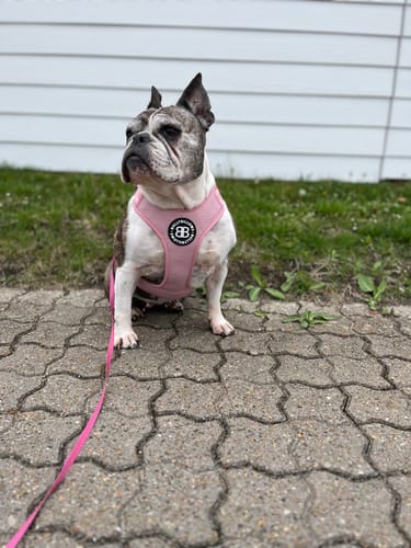 Customer photo review of Active Harness | With Handle & Reflective - Pink