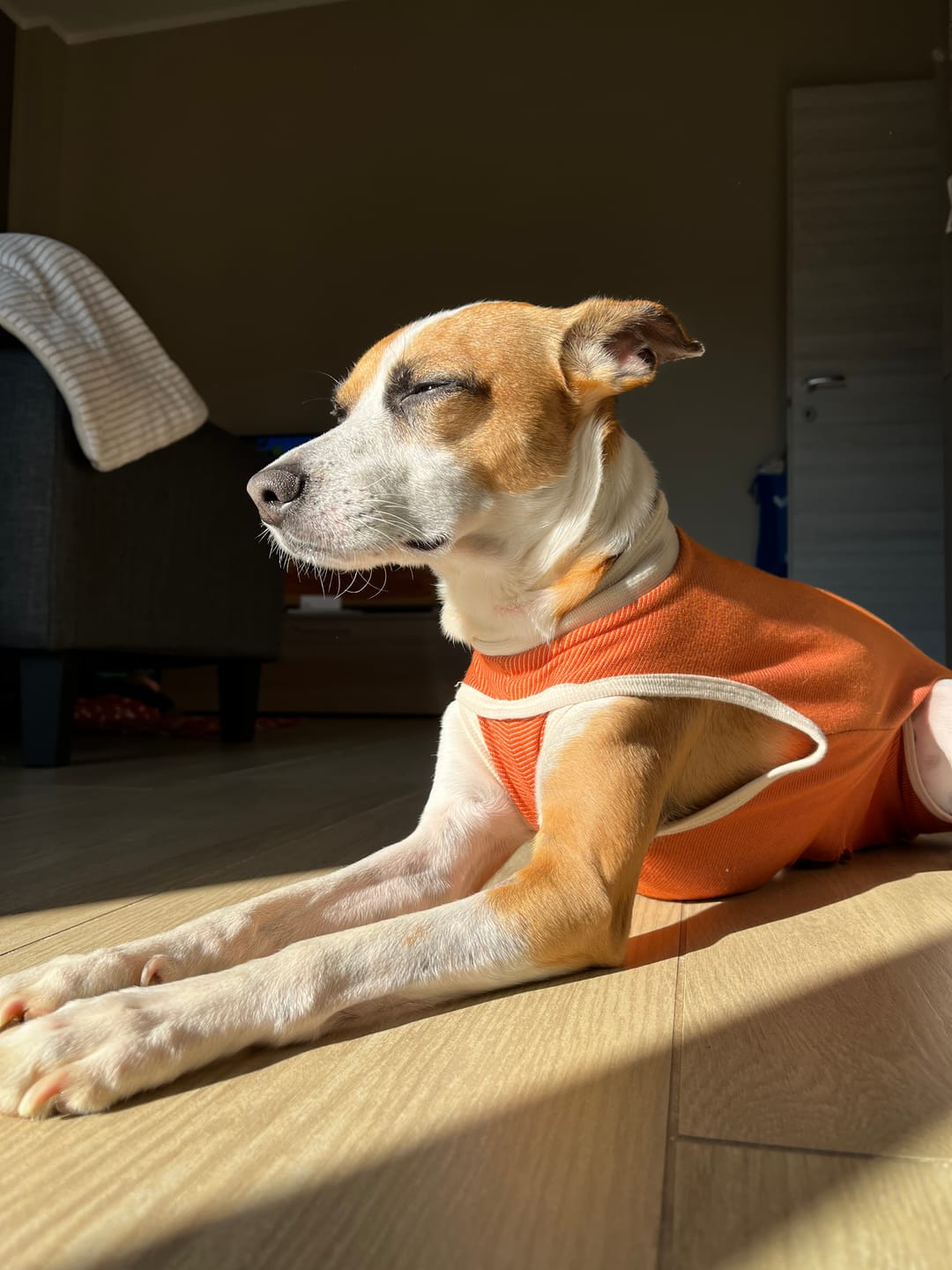 Customer photo review of Body Castrazione cane maschio