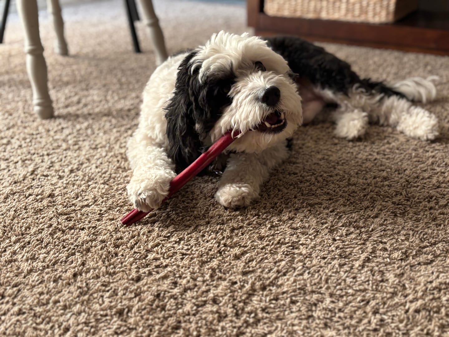 Customer photo review of 12 Inch Standard Bully Sticks