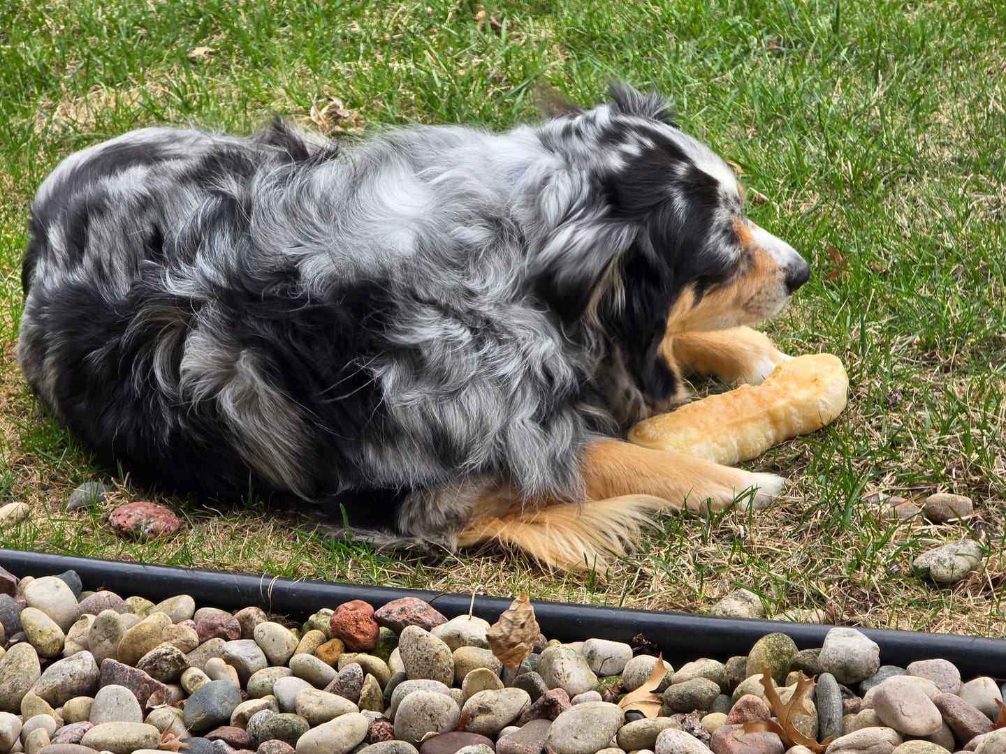 Customer photo review of Himalayan Yak Chew (MEDIUM)