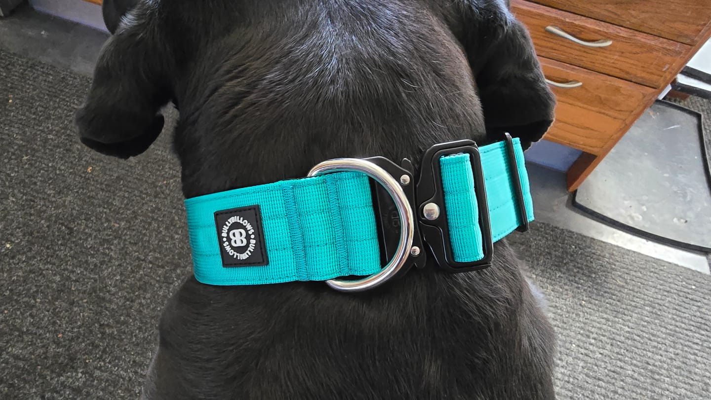 Customer photo review of 5cm Combat® Collar | NO Handle & Secure Clip - Turquoise