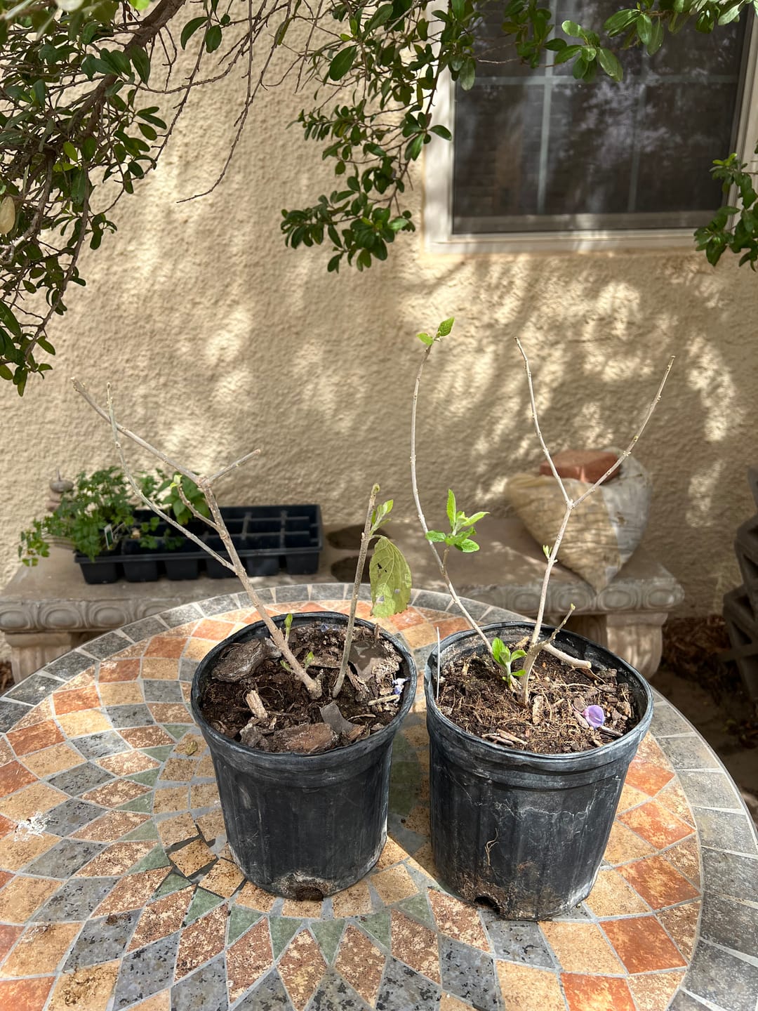 Customer photo review of American Beautyberry