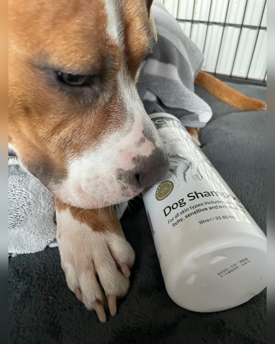 Customer photo review of Dog Shampoo
