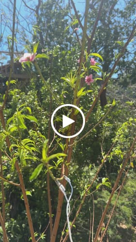 Customer video review of PlantWave