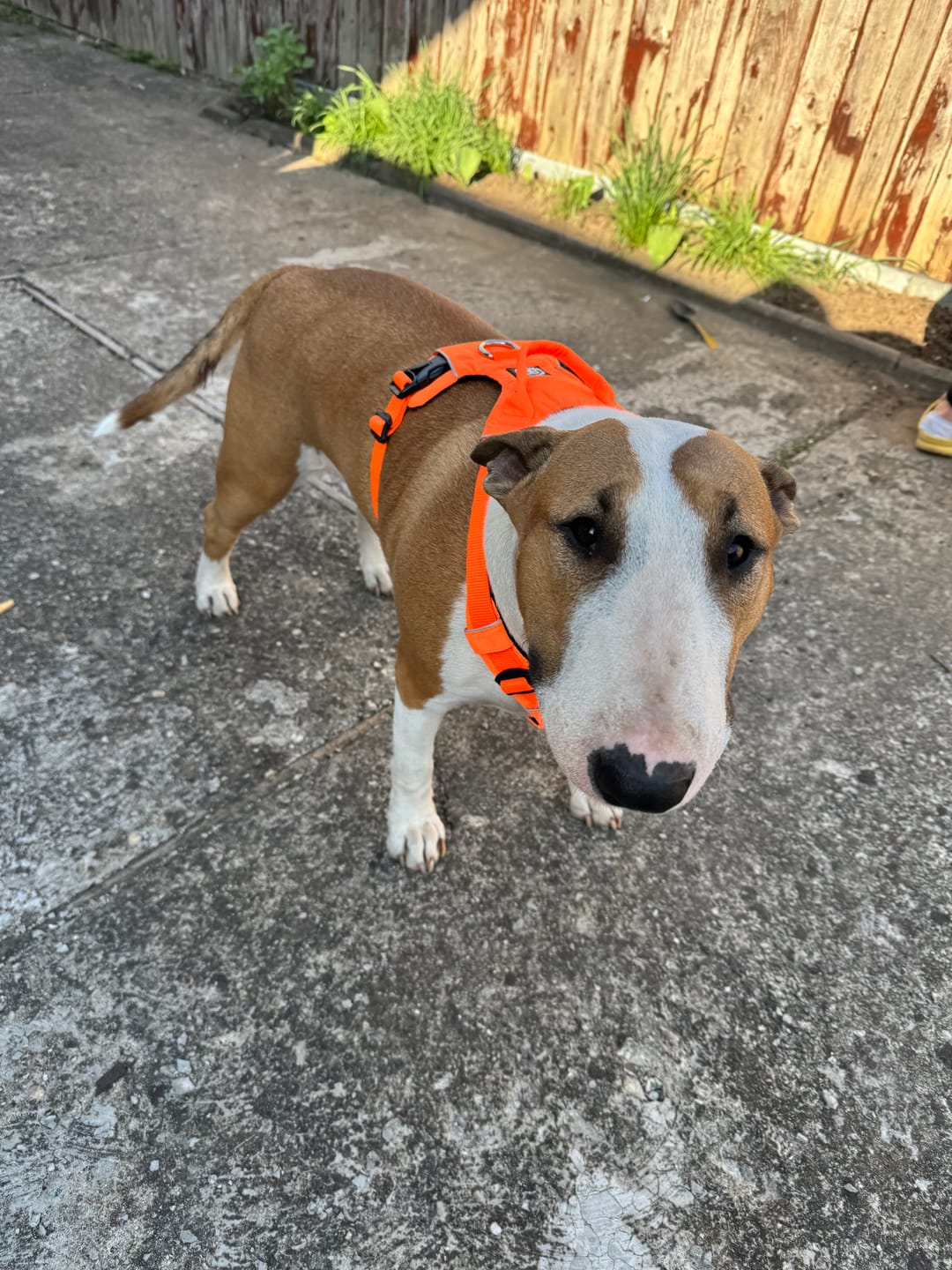 Customer photo review of Anti Pull Harness | With Handle & Lighter | Hurricane Harness - Orange
