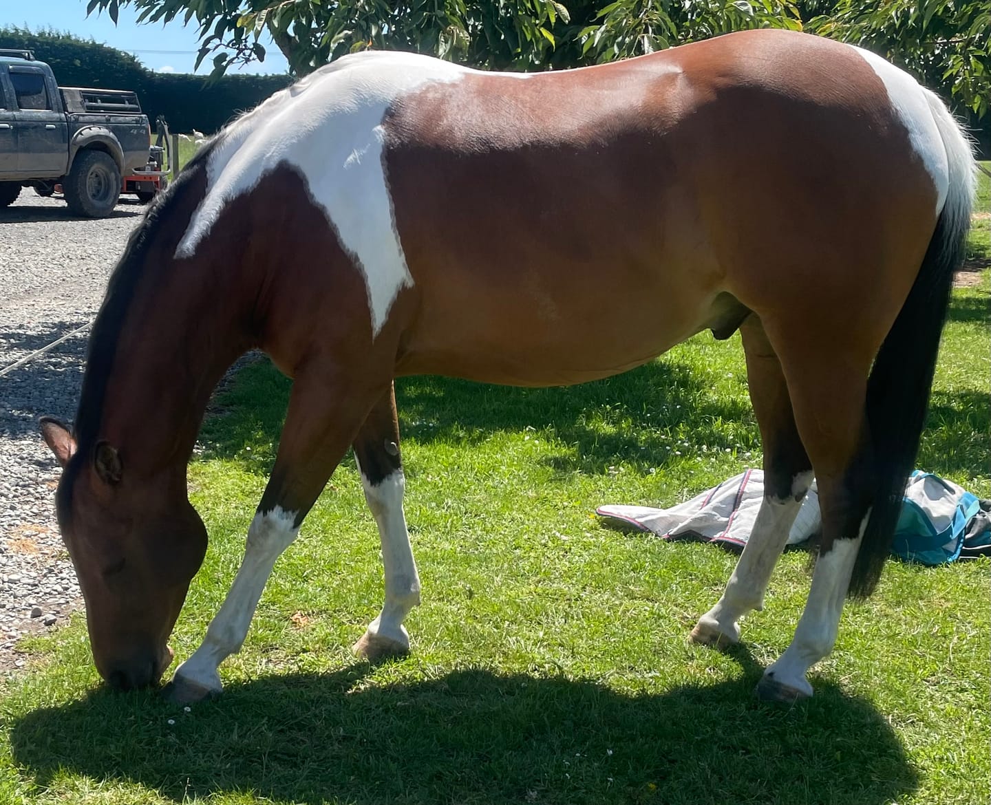 Customer photo review of Digestive EQ - Equine Gut Supplement