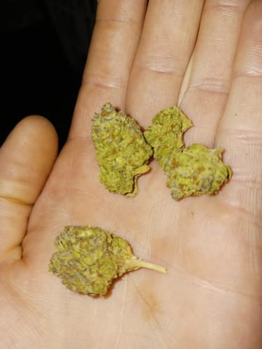 Customer photo review of Cheap THCA Flower Pound