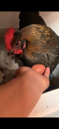 Customer photo review of GrubTerra Dried Larvae Sample FREE