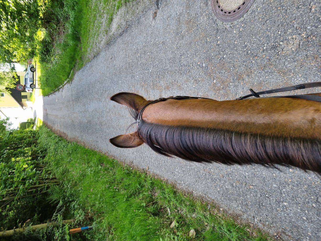 Customer photo review of MUSTAX Muskel+