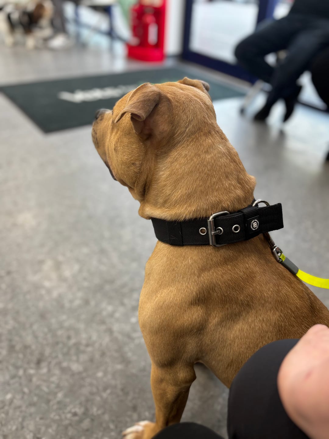 Customer photo review of 4cm Pin Buckle Collar | NO Handle - Black