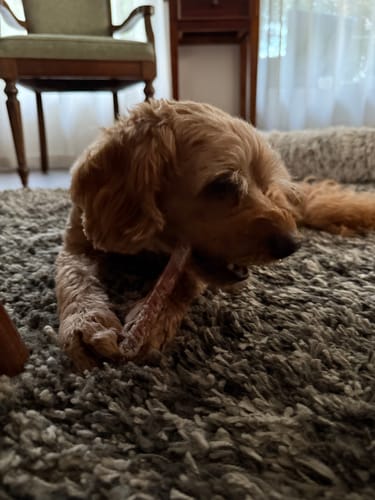 Customer photo review of Bully Sticks | Beef Pizzle