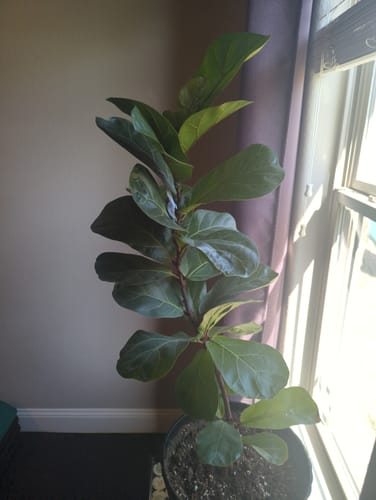 Customer photo review of Plant Food