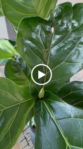 Customer video review of Plant Food