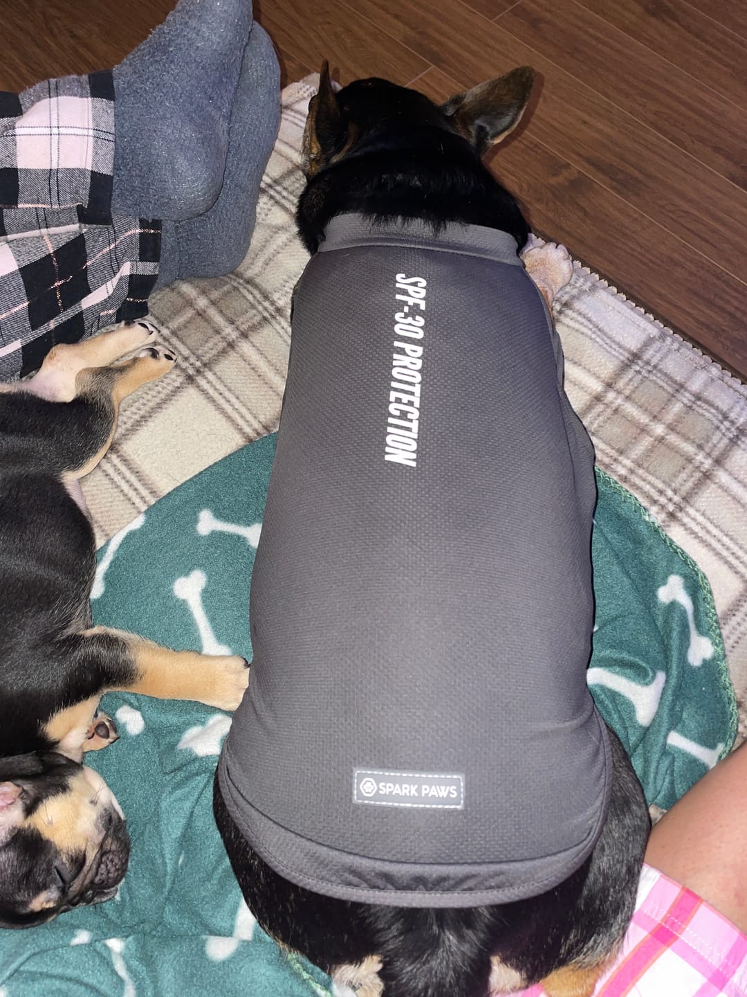 Customer photo review of Sunblock Dog T-Shirt - Navy Blue