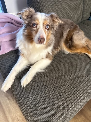 Customer photo review of Frischfutter für Energiebedarf von 626 kCal/Tag