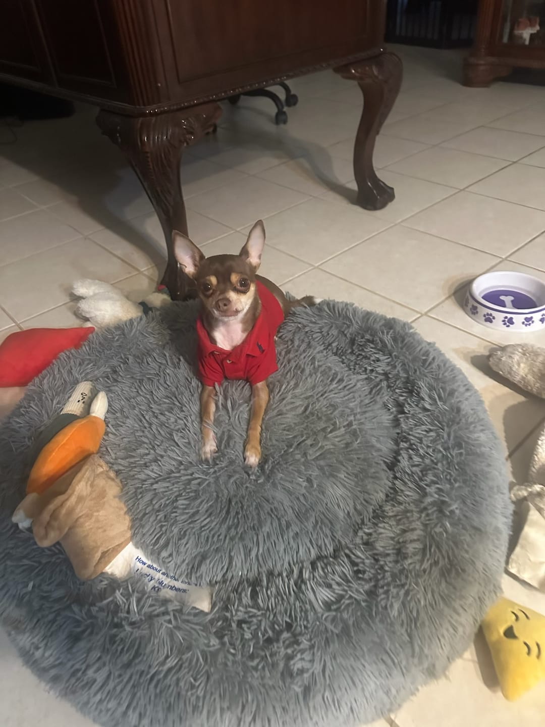 Customer photo review of Polo Ralph Lauren Cotton-Mesh Dog Polo Shirt
