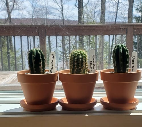 Customer photo review of Trichocereus Hybrid Variety Packs | Cactus Collector Variety Packs