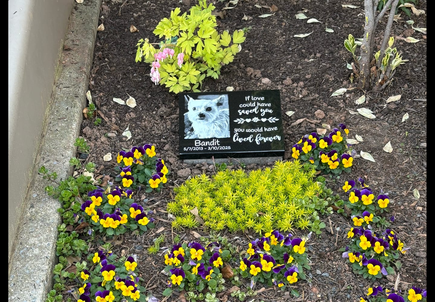 Customer photo review of Outdoor Personalized Dog Memorial Plaque If Love Could Have Saved You Personalized Outdoor Plaque