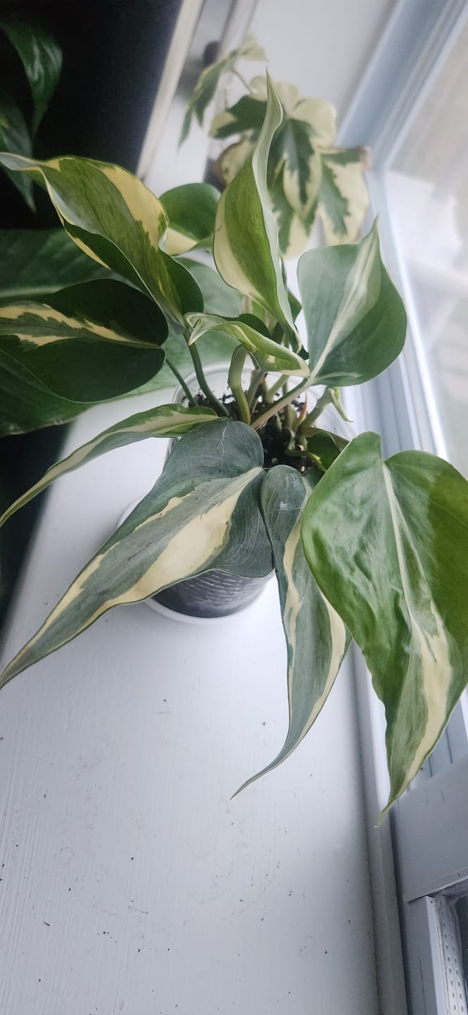 Customer photo review of Philodendron hederaceum 'Rio' - 3"