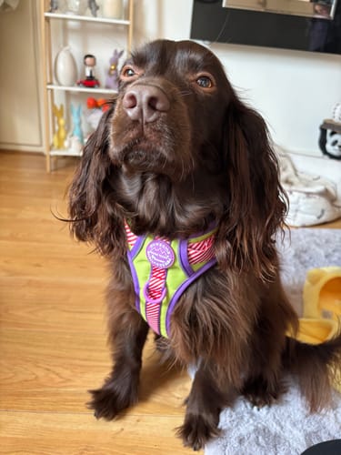 Customer photo review of Disney© Tough Trails™ Harness - Buzz Lightyear