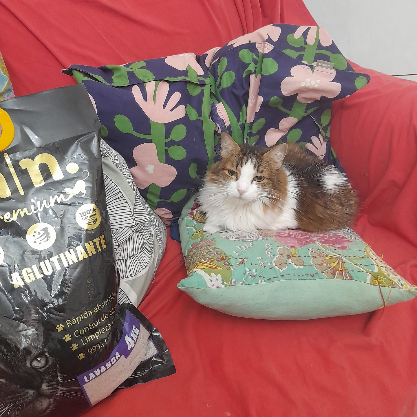 Customer photo review of Arena Minino Aglutinante 16kg