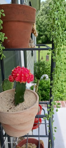 Customer photo review of Gymnocalycium mihanovichii freidrichii | Moon Cactus Red & Yellow
