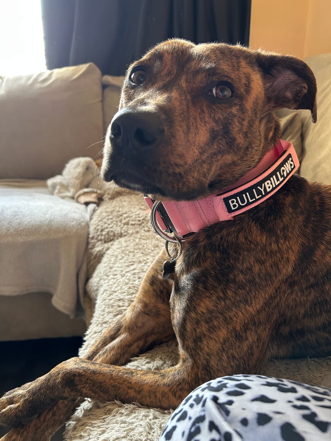 Customer photo review of 5cm Combat® Collar | With Handle & Secure Clip - Pink