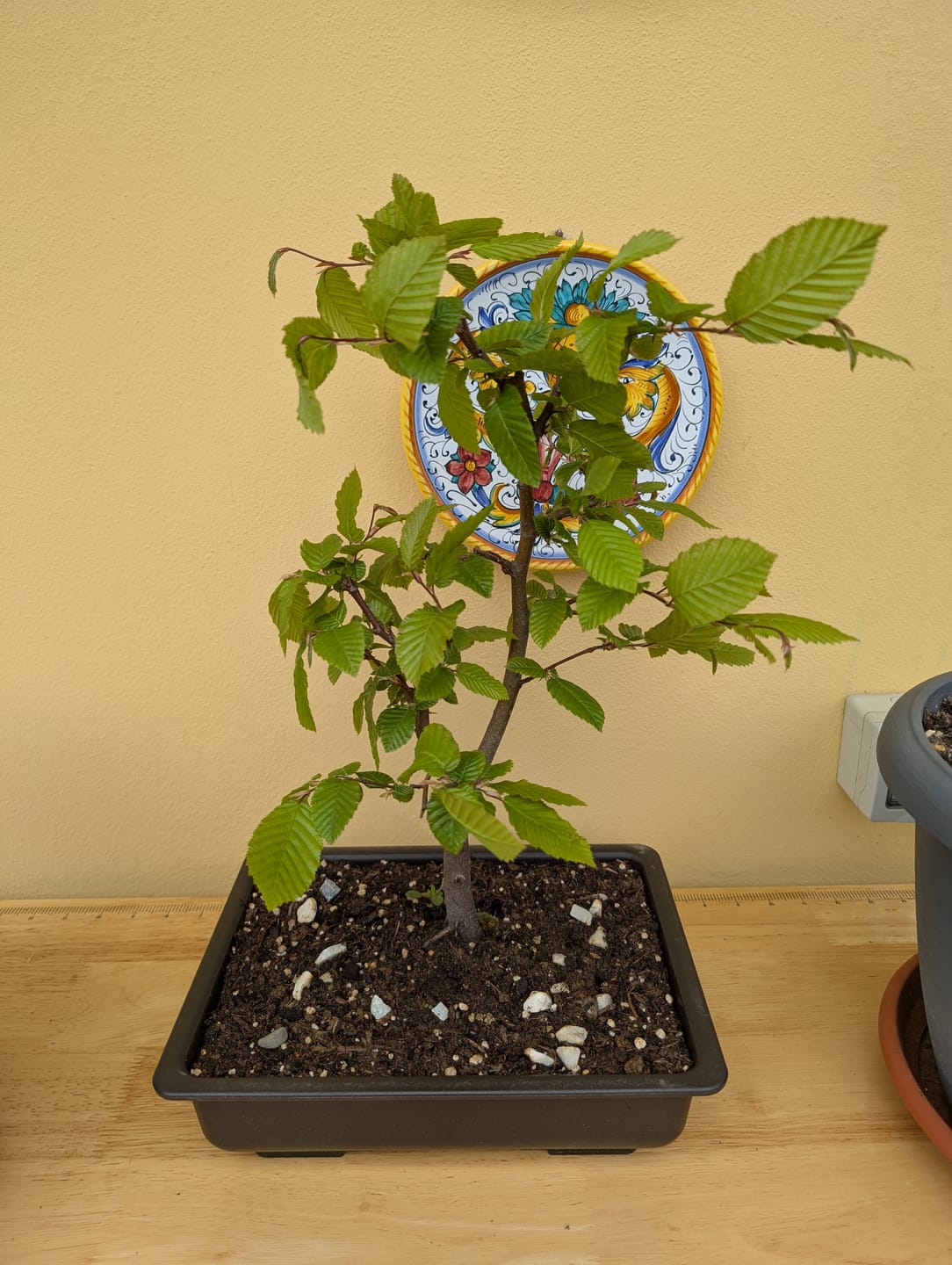 Customer photo review of VASI BONSAI PLASTICA RIGIDA PROFESSIONALI