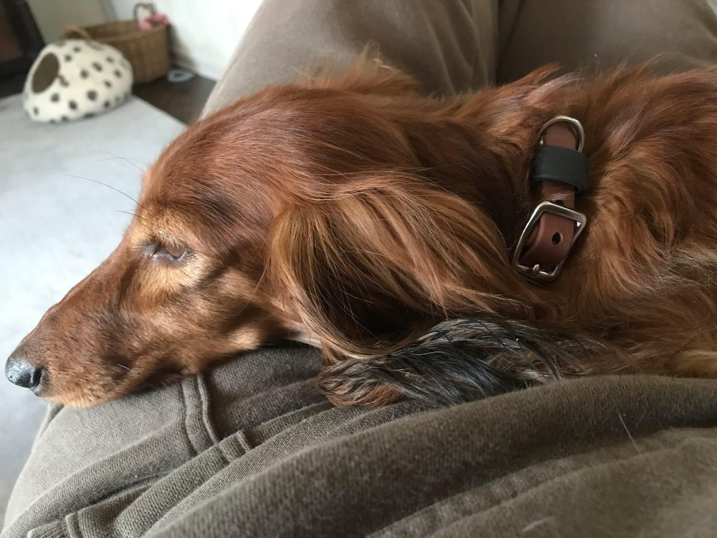 Customer photo review of Katmai Collar