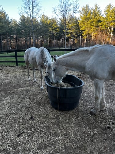 Customer photo review of Hay Chix® 2-Strand Bale Net (Small Bale Net)