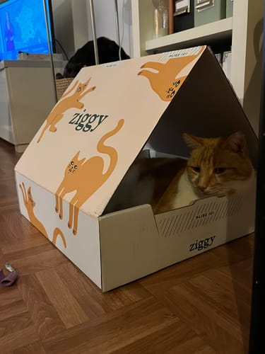 Avis photo d'un client sur Croquettes Chat Stérilisé Sans Céréales - Poulet