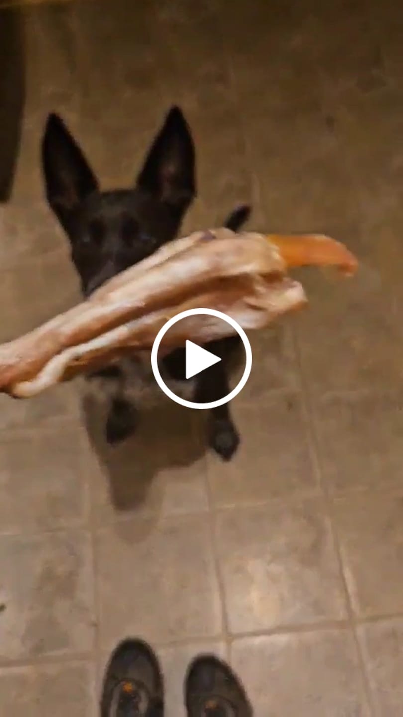 Customer video review of Chewy Ostrich Gizzard Strips: The Protein & Omega-3 Rich, Natural Dog Chew Treat