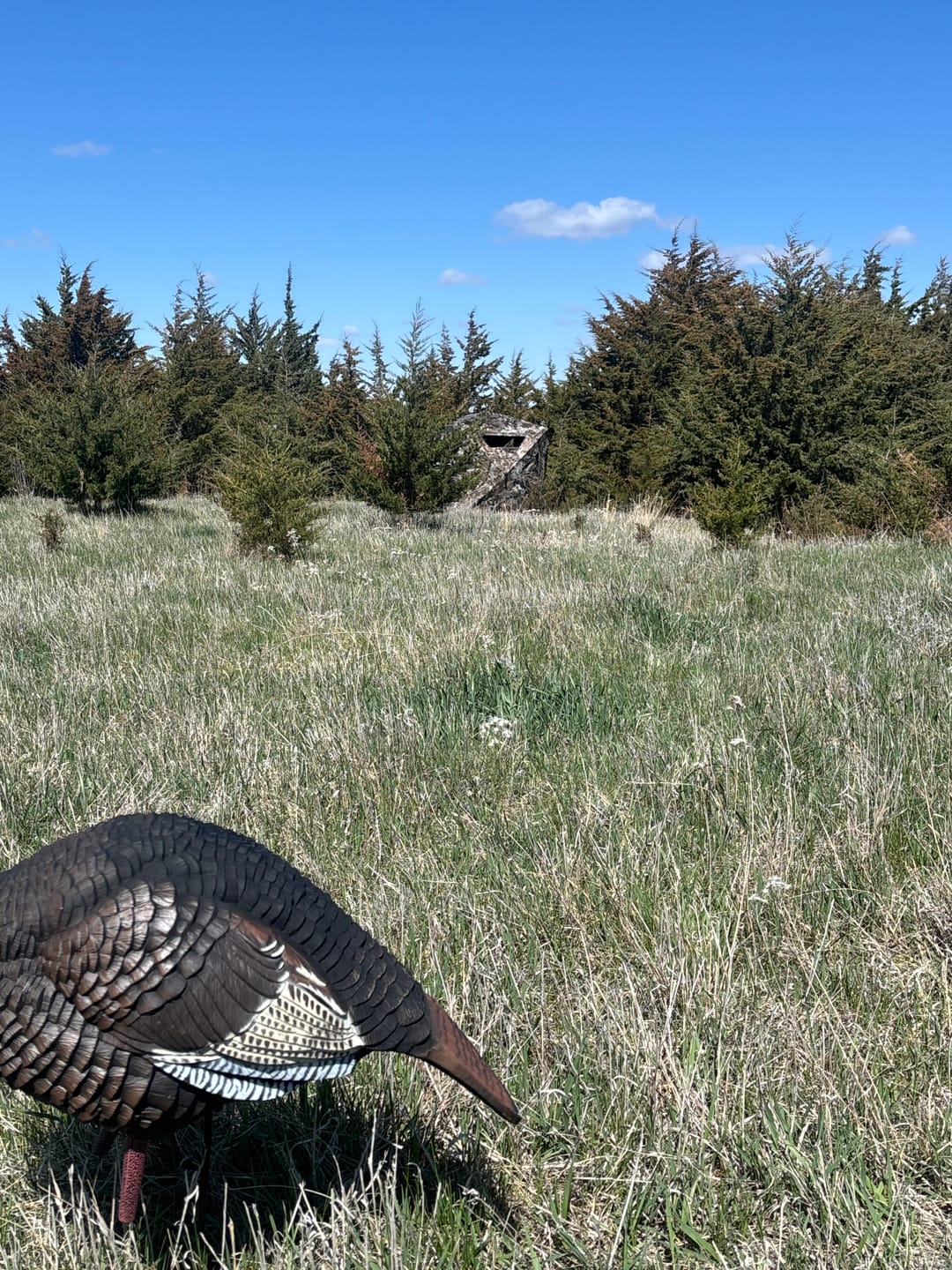 Customer photo review of VisST See-Through Pop-Up Ground Blinds with Silent Magnetic Door