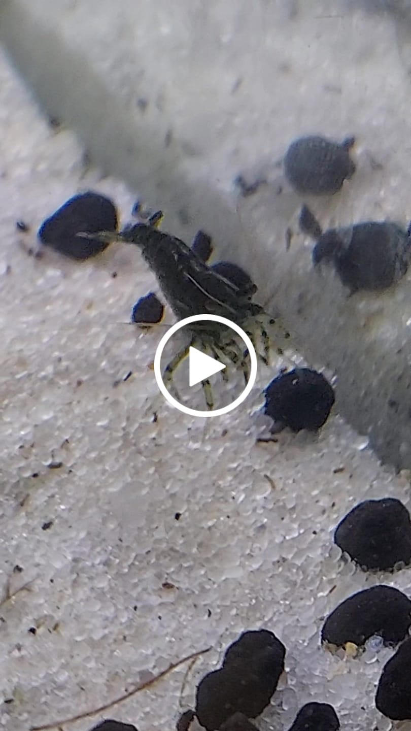 Customer video review of Green Jade Shrimp