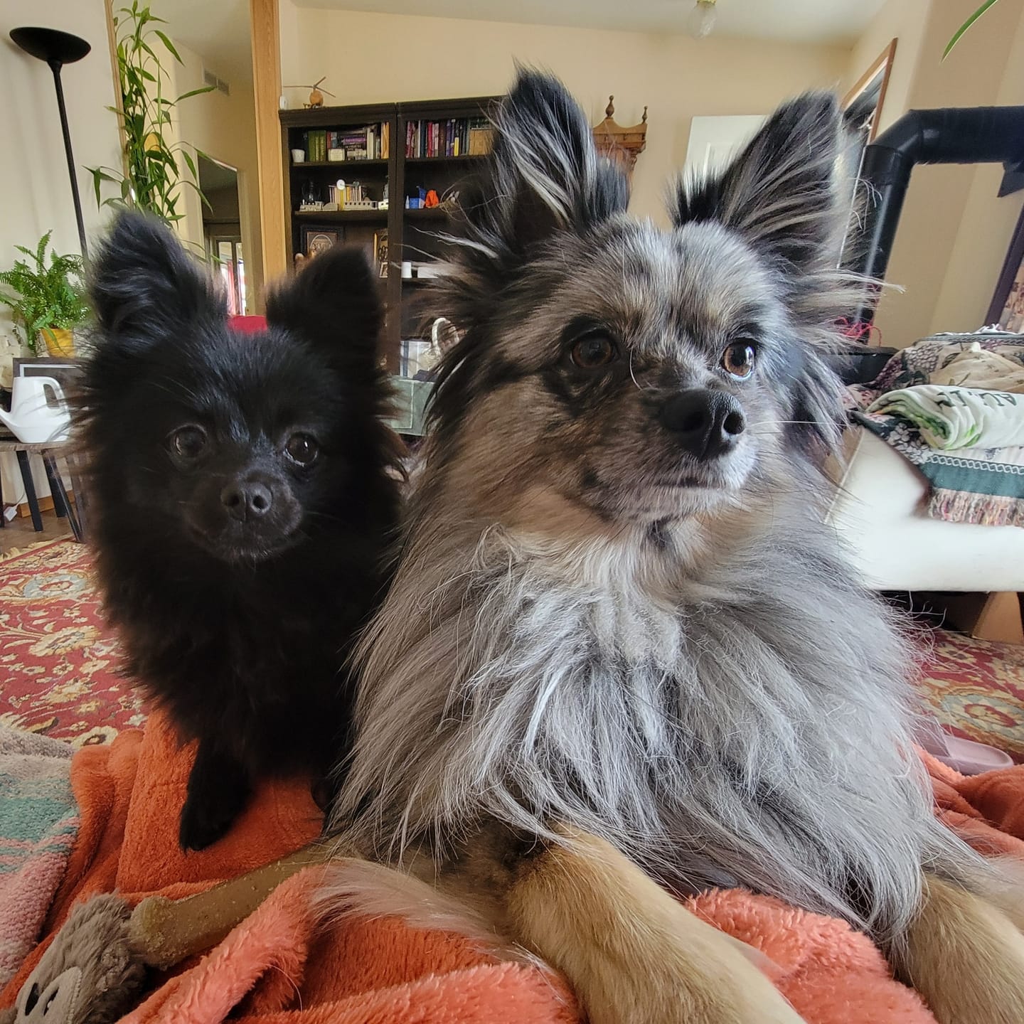 Customer photo review of Dog Broad Spectrum De-Wormer Remedy