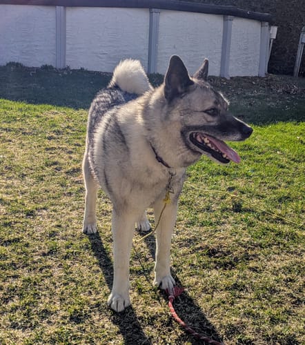 Customer photo review of Horizon Taiga - Nourriture pour chien économique 35 lbs