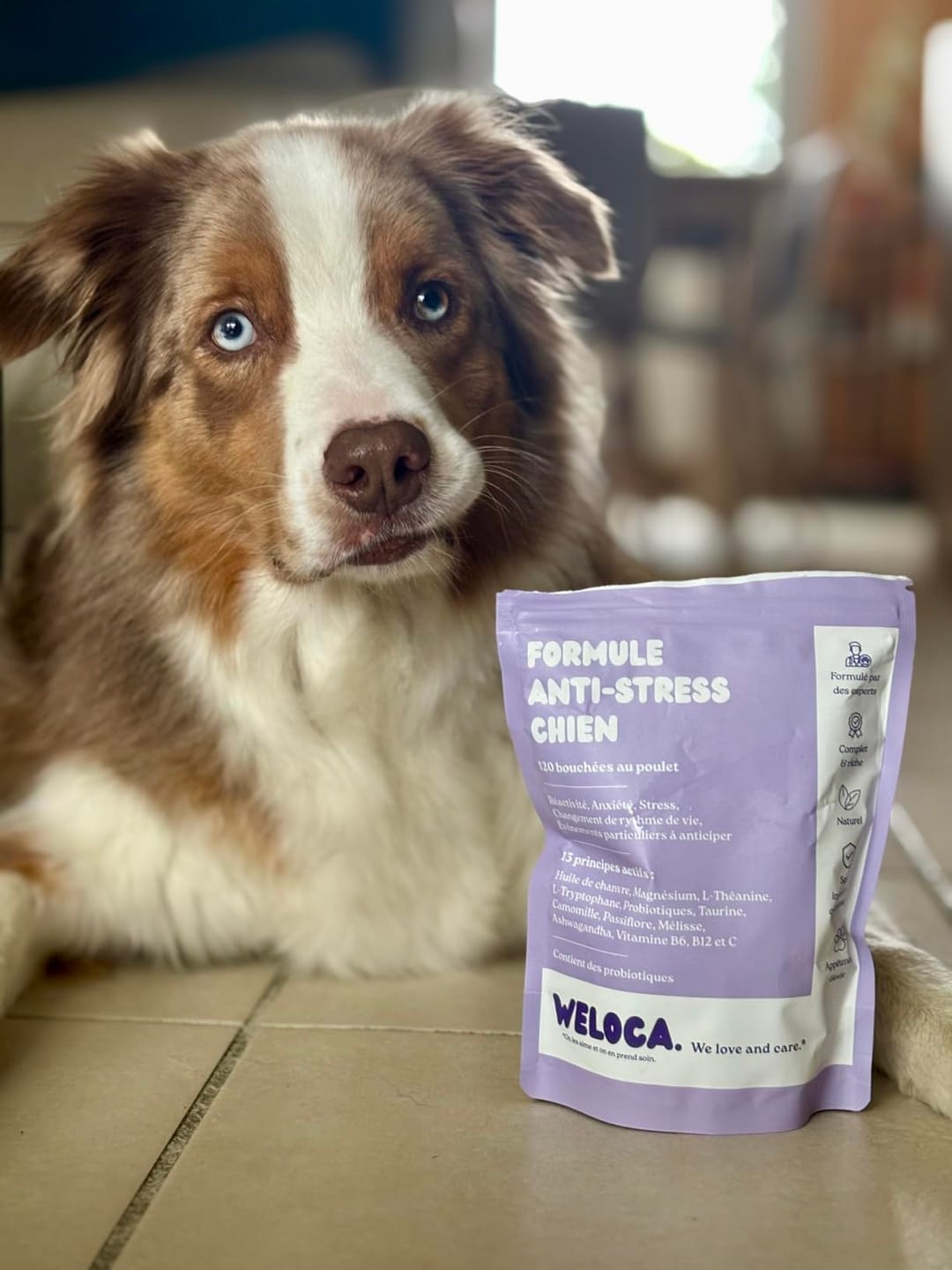 Customer photo review of Complément anti-stress  | Chien