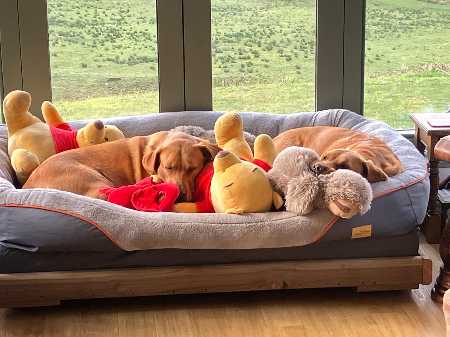 Customer photo review of 3XL Jumbo Orthopedic Dog Bed – Ultimate Comfort Foam Mat with Bolster & Removable Cover for Large Breeds