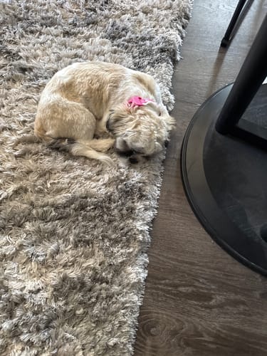 Customer photo review of FurLife™ 12 Months Flea and Tick Free