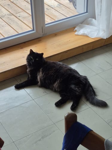 Avis photo d'un client sur Croquettes Chat Stérilisé Sans Céréales - Poulet