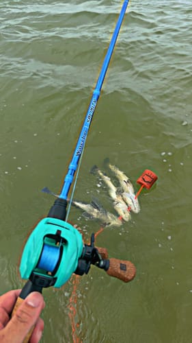 Customer photo review of Waterloo Salinity