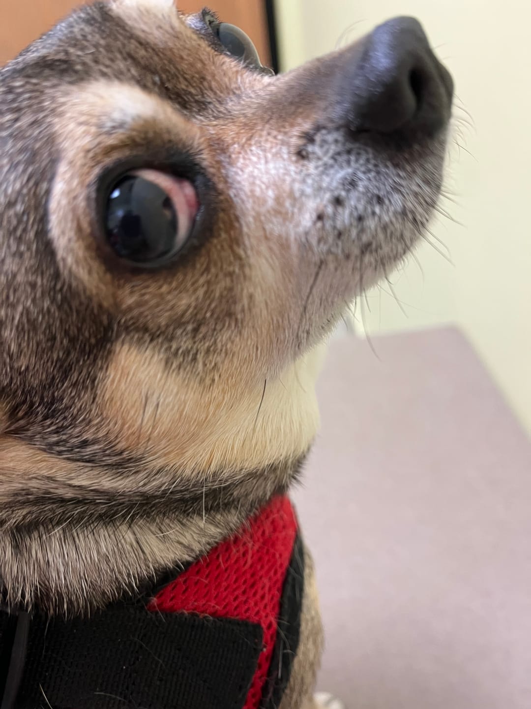 Customer photo review of Dog Eye Infection & Vision Support Remedy