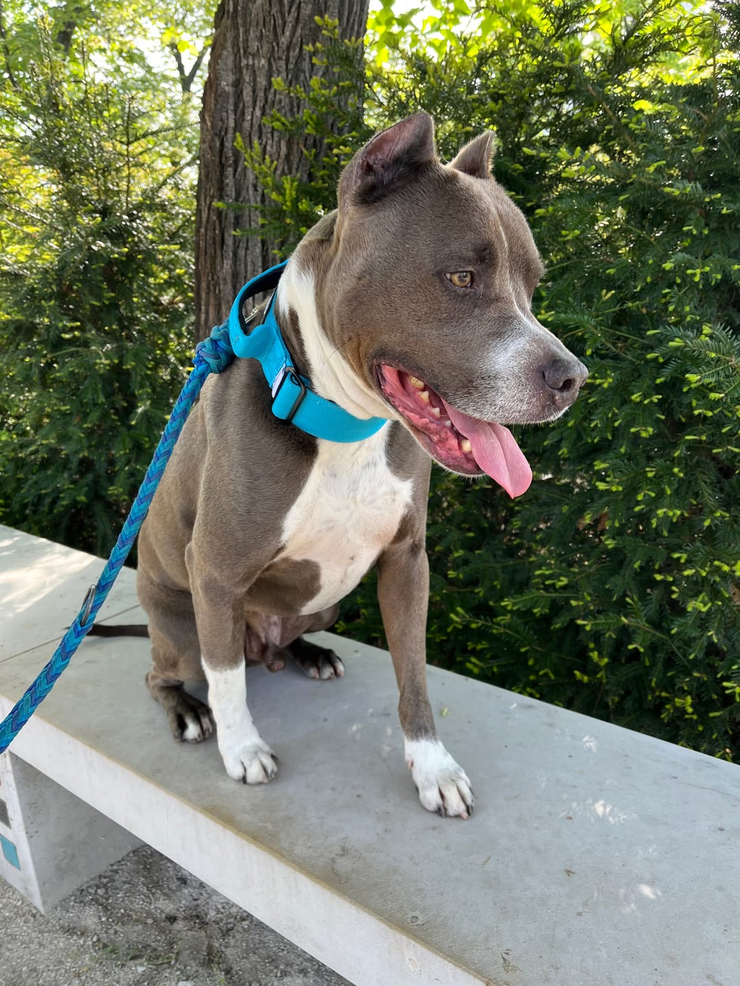 Customer photo review of 5cm Combat® Collar | With Handle & Secure Clip - Light Blue