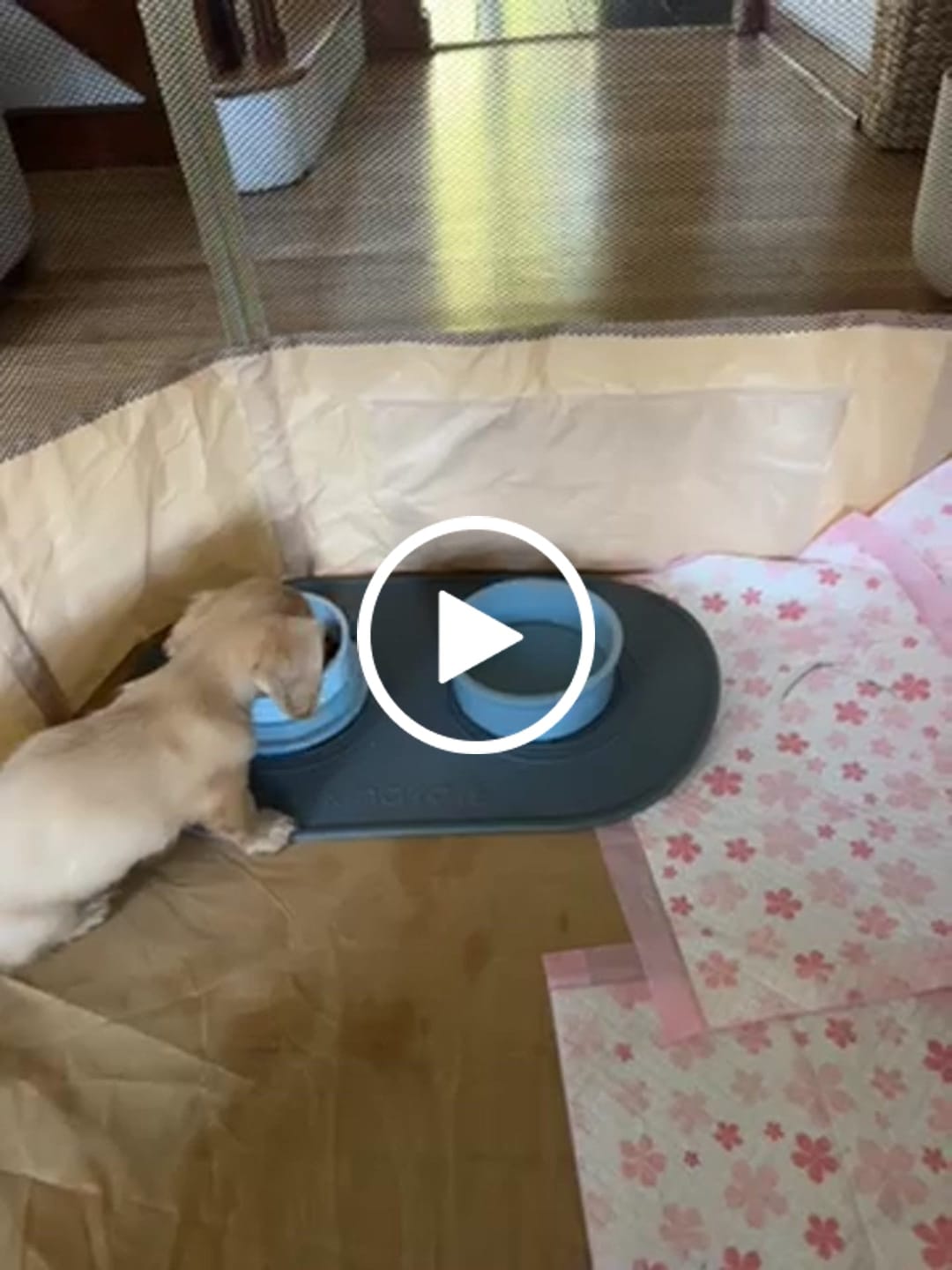 Customer video review of Kind Silicone Dog Food Mat