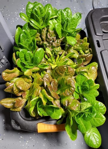 Customer photo review of Gourmet Baby Greens Mesclun Lettuce Seeds