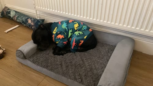 Customer photo review of Dog Pajama - Dinosaurs