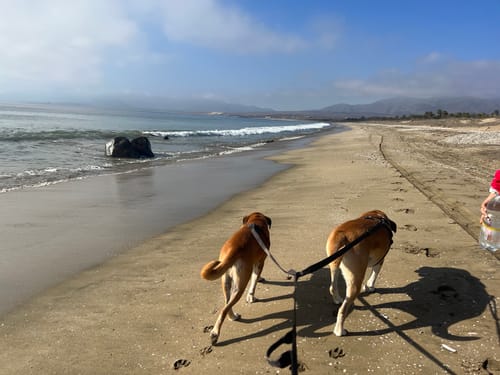 Customer photo review of Correa para Dos Perros - Black Camouflage