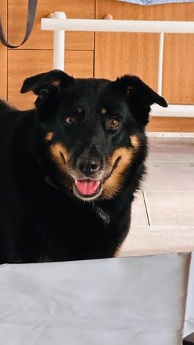 Customer photo review of Fellwunder Bürste  - Der Bestseller