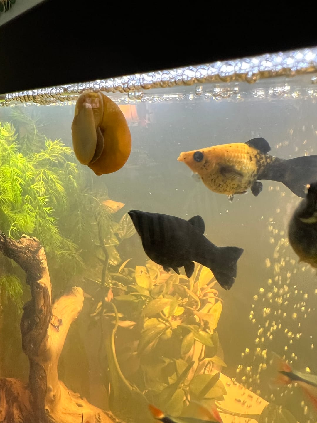 Customer photo review of Ivory Mystery Snail